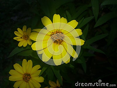 Friendly daisy Stock Photo