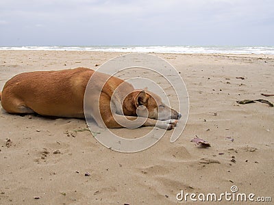 A friendly dog happily lying on the beach during the day time with the sea background. Stock Photo