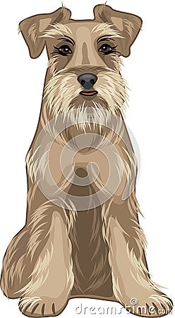 Friendly dog. Schnauzer Vector Illustration