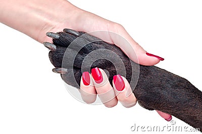Friendly handshake of dog and woman Stock Photo