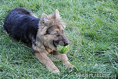 German shepherd. photo Stock Photo