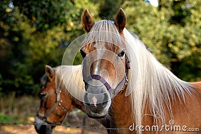 The friendly horse turns her head Stock Photo