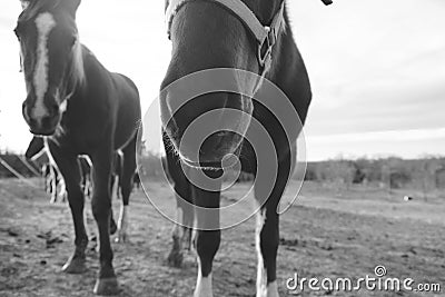 Friendly horses closeup in field Stock Photo