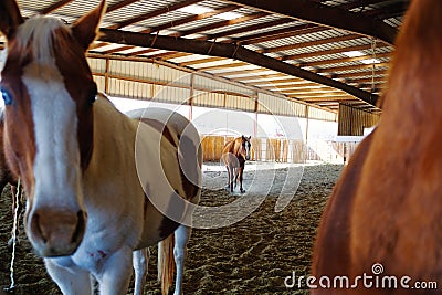 Friendly horses close up in arena Stock Photo