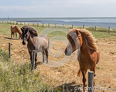 Friendly horses of Vlieland Stock Photo