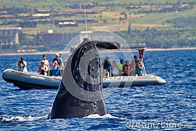 Humpback whale spy hopping a whale watch boat near Lahaina on Maui. Editorial Stock Photo