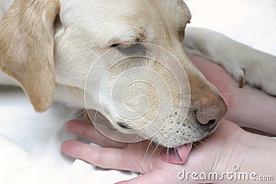 Friendly Lab Stock Photo