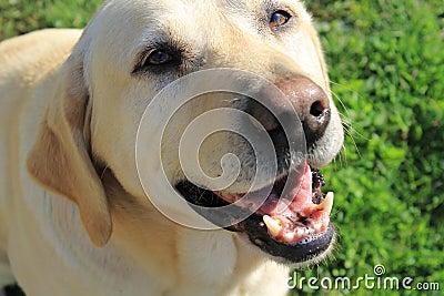Friendly labrador retriever with a smile Stock Photo
