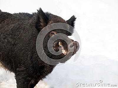 Friendly male boar Stock Photo