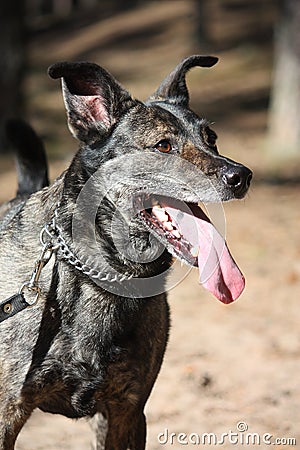 Friendly mixed breed dog portrait in forest Stock Photo