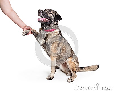 Friendly Mixed Large Breed Dog Shaking Hands Stock Photo