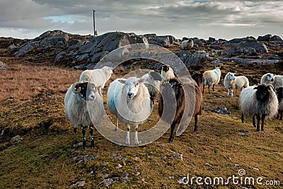 Friendly Sheep, Connemara, Ireland Stock Photo
