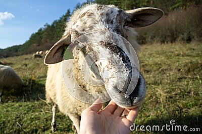 Friendly sheep from the herd cuddling with the woman`s hand on the meadow. Stock Photo