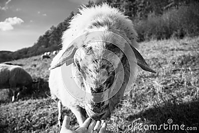 Friendly sheep from the herd cuddling with the woman`s hand on the meadow. Stock Photo