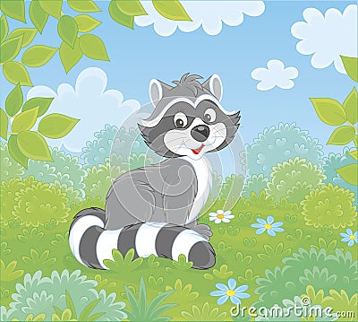 Raccoon on a forest edge Vector Illustration