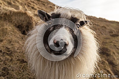 Friendly white and black Icelandic sheep on the side of a hill l Stock Photo