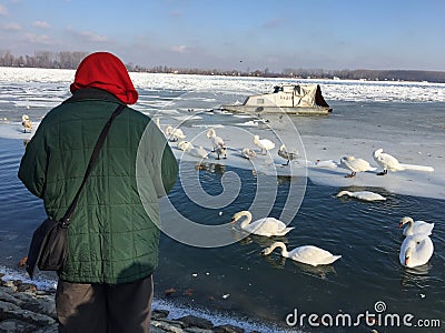 A friendly woman feeding hungry Swans in a frozen Danube river Editorial Stock Photo