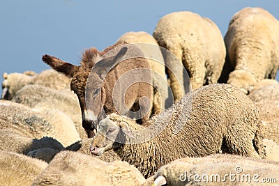 Friendship between a baby donkey and a sheep Stock Photo