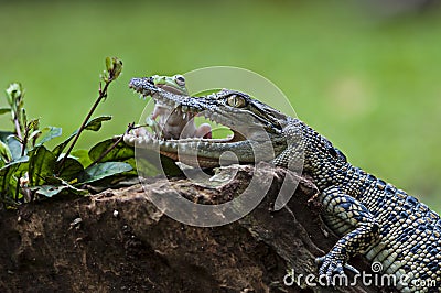 animals, frog, amphibians, animal, animales, animalwildlife, crocodile, dumpy, dumpyfrog, face, frog, green, macro, mammals Stock Photo