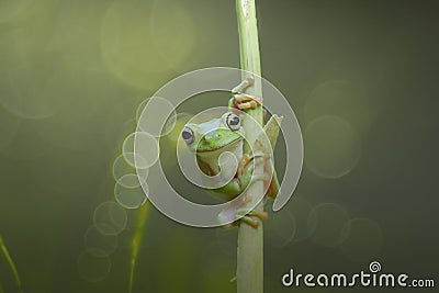 animals, dumpy frog, amphibians, treefrog, animal-wildlife, reptiles, bokeh, indonesia, animal, nature, wildlife, mammals, green, Stock Photo