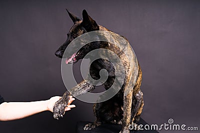 Friendship between Human and dog, feeding and taking paw in hand Stock Photo