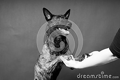 Friendship between Human and dog, feeding and taking paw in hand Stock Photo