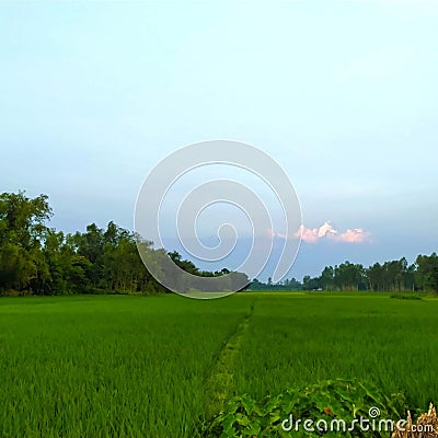 Friendship with sky and butiful green paddy Stock Photo
