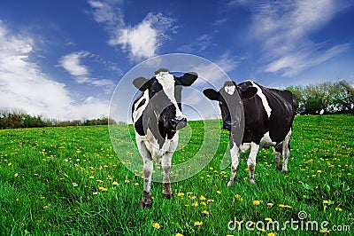 Friesian Cows. Royalty-Free Stock Photography | CartoonDealer.com #10921841
