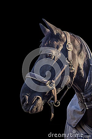 Friesian horse Stock Photo