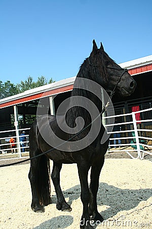 Friesian Sport horse 2 Stock Photo