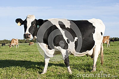 Friesland Cow Stock Photo