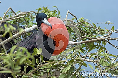 Frigate Bird Stock Photo
