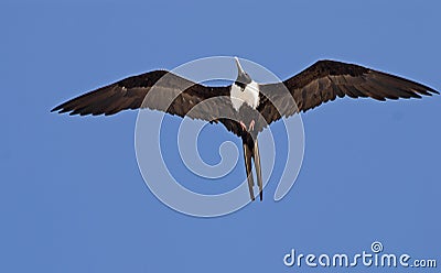 Frigate bird gliding with spread wings Stock Photo