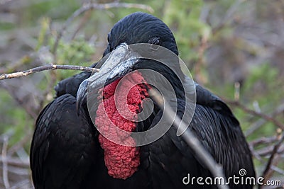 Frigate bird, North Seymour Stock Photo