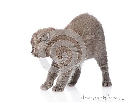 Frightened baby kitten in profile. isolated on white background Stock Photo