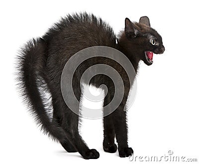 Frightened black kitten standing in front of white background Stock Photo