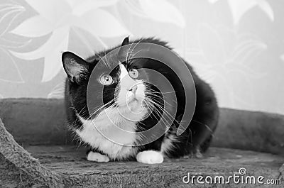 Frightened cat looks up at the man who swung at him. man is reflected in cat pupils Stock Photo