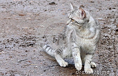 Frightened grey kitten Stock Photo