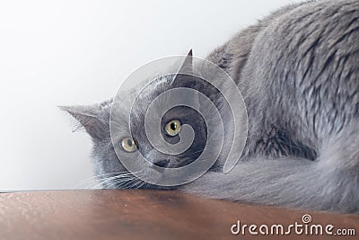 A frightened gray kitten looks with wide open eyes Stock Photo