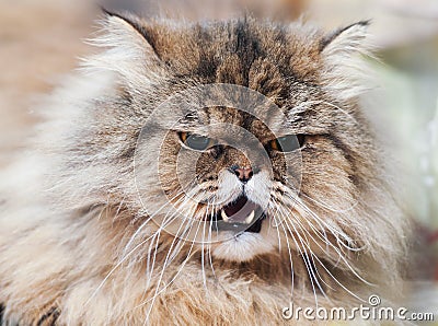 Angry Cat Stock Photos and Images - 123RF