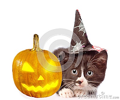 Frightened kitten with witch pumpkin and hat for halloween. on white Stock Photo