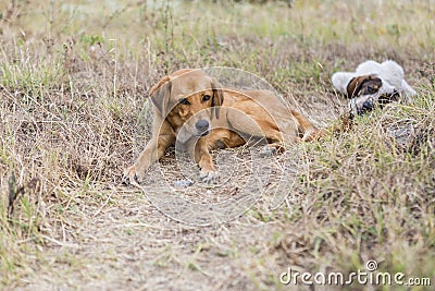 Frightened street dogs in the park lie on the grass. Stock Photo