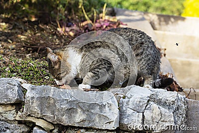 street gray cat with green eyes eats food. Homeless cat eats cat food on a summer day. Human help to homeless animals. Stock Photo