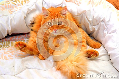 Frightened and surprised red cat with big tail looks wide eyed on white background. Domestic cat lies on warm blanket, close-up Stock Photo