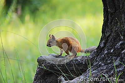 frightened Teen squirrel in wild forest stop stand on rhizome of pine. Stock Photo