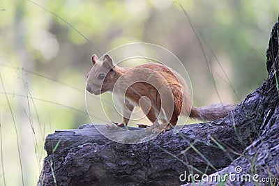 frightened Teen squirrel in wild forest stop stand on rhizome of pine. Stock Photo