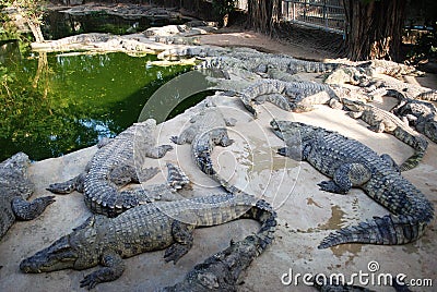 Frightening crocodiles at farm in Thailand Stock Photo