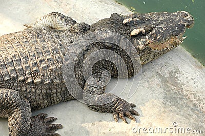 Frightening crocodiles at farm in Thailand Stock Photo