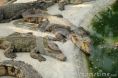 Frightening crocodiles at farm in Thailand Stock Photo