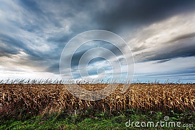Frightening corn field in gloomy weather Stock Photo